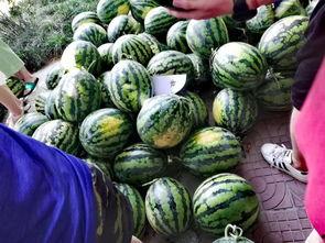 免费吃瓜大全,揭秘娱乐圈幕后故事，带你领略明星们的真实生活